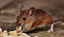 24 Hour & Emergency Exterminators in Clifton, NJ
